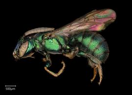   Ceratina  sp. male lateral habitus, photo: Joshua Hengel 
